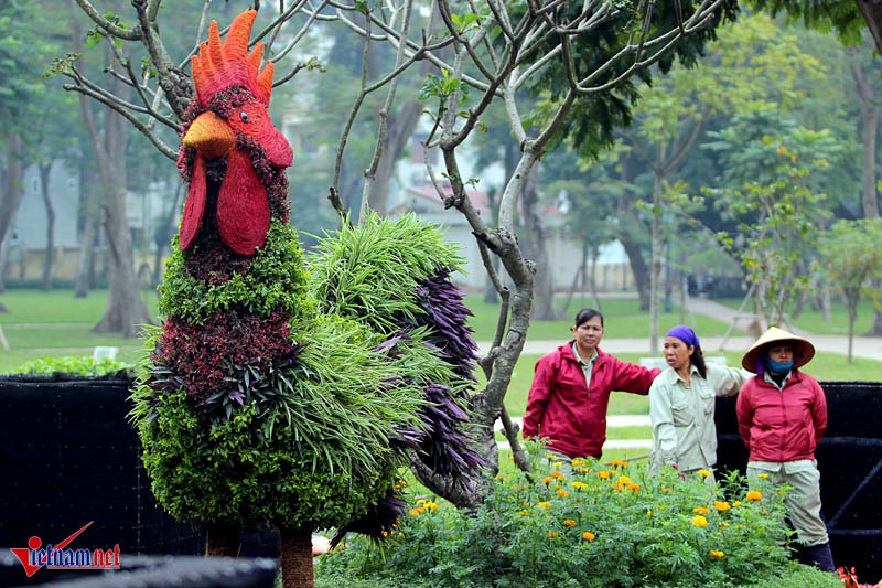 Chiêm ngưỡng gà trống lông xanh, đuôi tím độc nhất Hà thành