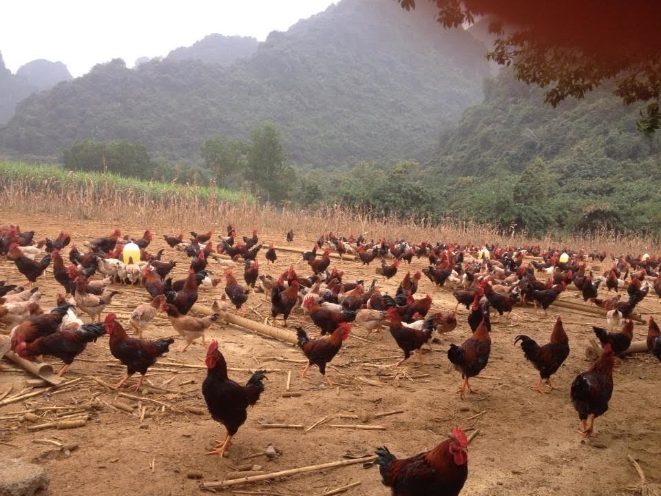 Bỏ chức giám đốc về cứu nguy đàn gà cổ thuần Việt