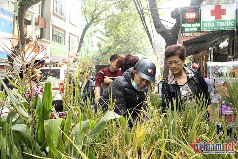Dân phố trồng ngô, lúa giữa nhà làm cây cảnh chơi Tết