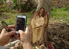 Kỳ lạ thân cây mang hình Chúa Jesus