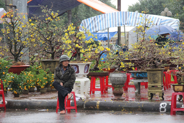 Chủ tịch tỉnh kêu gọi mua hoa giúp nông dân có Tết