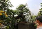 Nhiều cây “khủng, độc" bạc tỷ ở Hội hoa xuân Sài Gòn