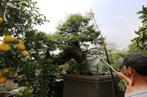 Nhiều cây “khủng, độc