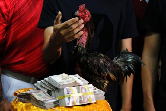 Chú gà chọi hay nhất được mua với giá 1,6 tỷ đồng