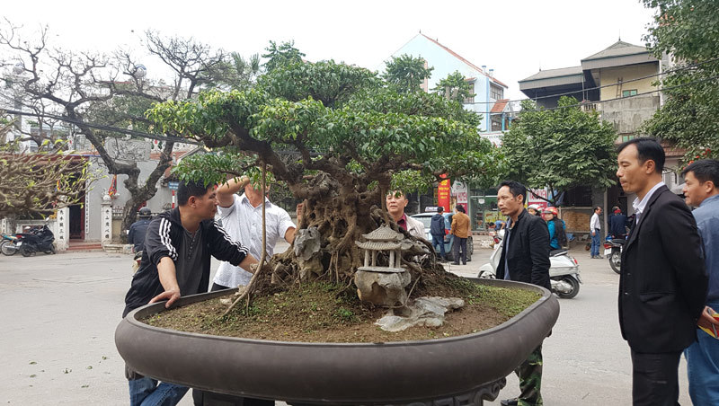 Cuộc đọ cây tiền tỷ của dân làng Triều Khúc