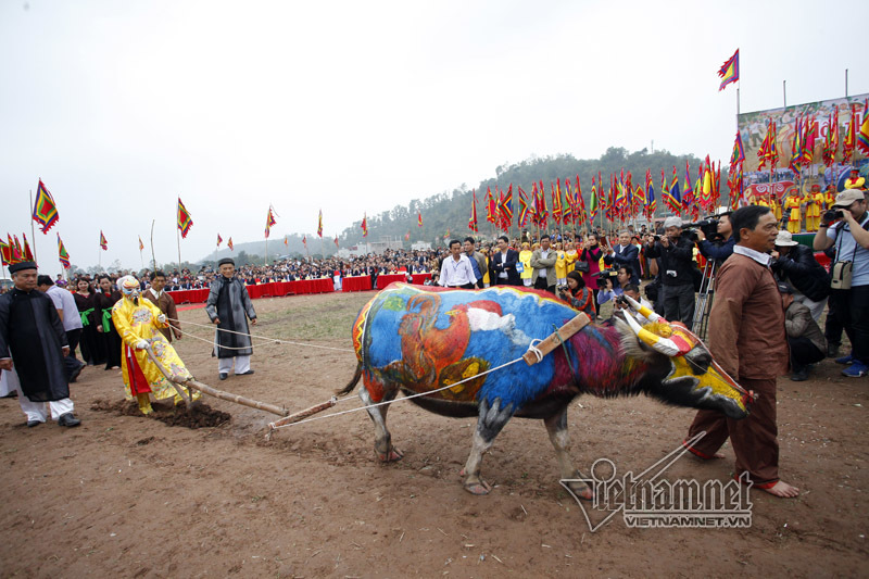 Gà trống 'cưỡi' lưng trâu đi cày tịch điền