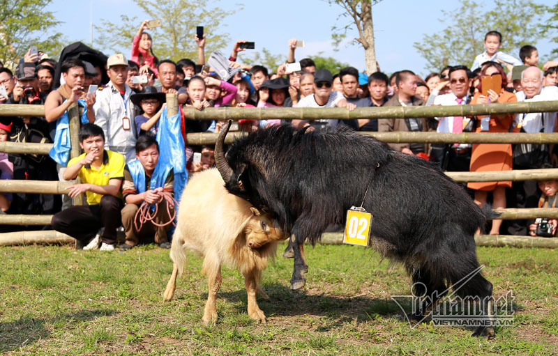 Độc đáo hội chọi dê, thắng thua không vào lò mổ ở Hà Nội