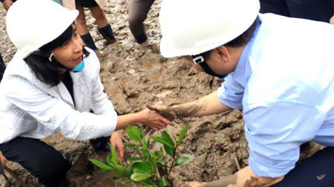 Bộ trưởng lội bùn trồng cây trong đất ngập nước