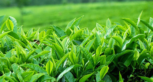 Bỏ túi 7 thực phẩm giảm cân nhanh chóng dịp Tết