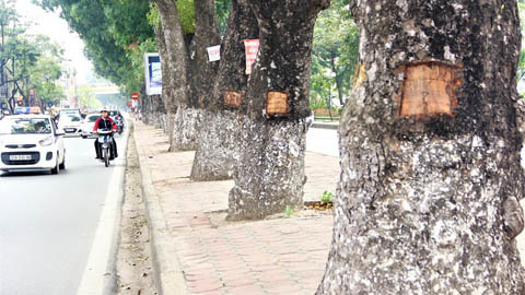 Hà Nội: Loạt cây xà cừ bị đục khoét trên đường Láng