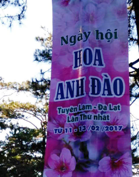 Đà Lạt hủy lễ hội hoa anh đào vì hoa chưa nở