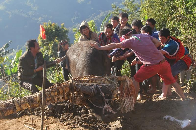 Điều đặc biệt trong lễ đâm trâu ở Quảng Nam