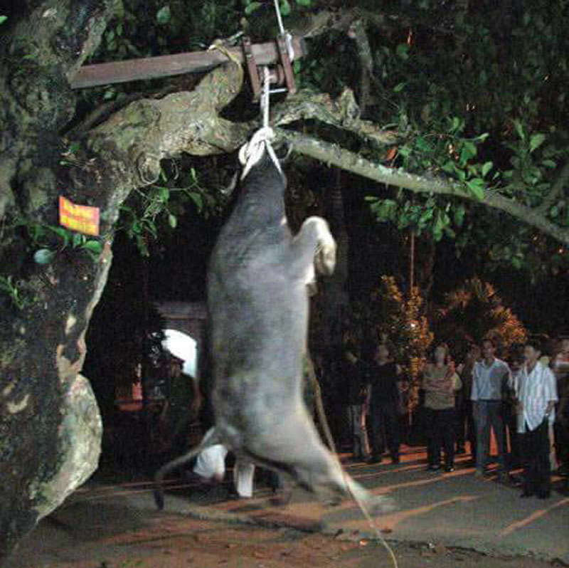 Yên Bái bỏ tục treo cổ trâu ngày khai hội