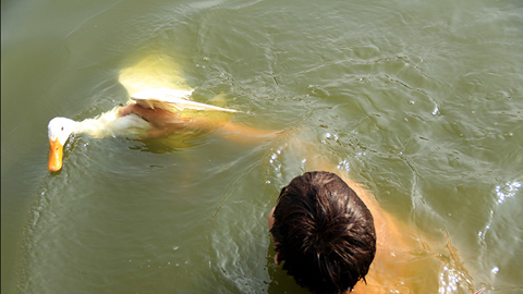 Thả vịt ra bắt, thưởng 3 triệu đồng