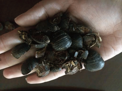 Đáng sợ hàng vạn gián đất Trung Quốc sinh sôi ở Việt Nam