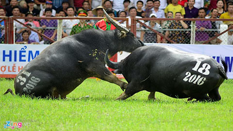 Lễ hội tai tiếng và chuyện “nhân tính”