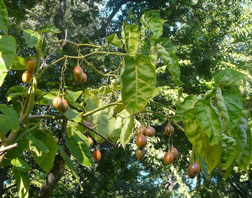 cà chua lạ, cà chua thân gỗ, cà chua Tamarillo, cà chua Ecuador, xếp hàng mua cà chua, cà chua