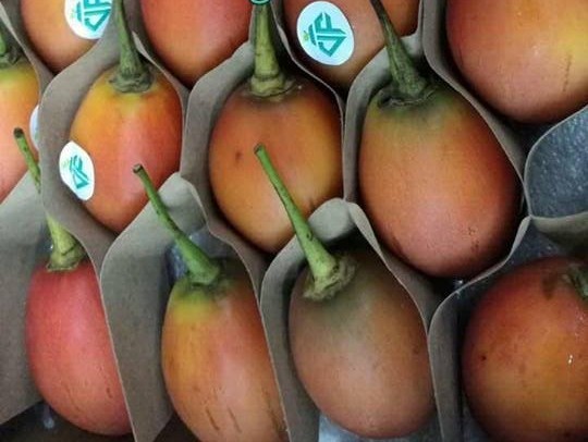 cà chua lạ, cà chua thân gỗ, cà chua Tamarillo, cà chua Ecuador, xếp hàng mua cà chua, cà chua