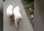 Màn vũ điệu 7 giây, 2 chú lợn gây sốt cộng đồng mạng