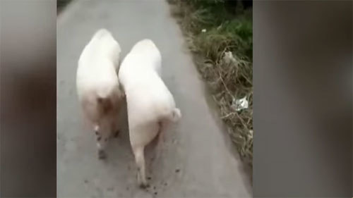 Màn vũ điệu 7 giây, 2 chú lợn gây sốt cộng đồng mạng