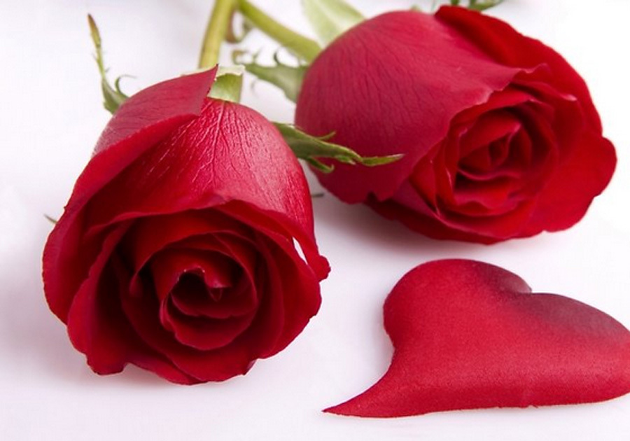 Hoa hồng luôn được xem là biểu tượng của tình yêu lãng mạn, và chính vì vậy nó trở thành món quà hoàn hảo nhân dịp Valentine. Hãy cùng ngắm nhìn những bông hoa hồng đỏ đẹp tuyệt của chúng tôi, chắc chắn đó sẽ là món quà lãng mạn tuyệt vời cho người mà bạn yêu thương.