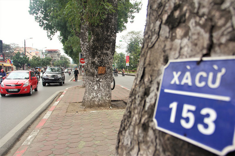 Đẽo vỏ cây xà cừ để chữa bệnh cho vợ