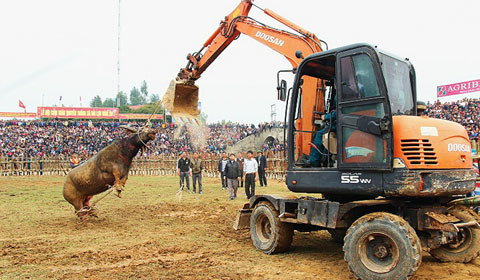 Hy hữu: Máy cẩu kéo lê trâu chọi thua cuộc 'ăn vạ'