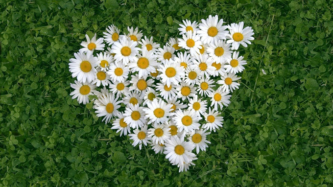 Ý nghĩa các loài hoa cho ngày Valentine không phải ai cũng biết