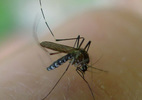 Mẹo đơn giản đuổi sạch muỗi không cần thuốc xịt