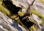 Đại bàng bị quăng quật trên vách núi vì săn dê quá lớn