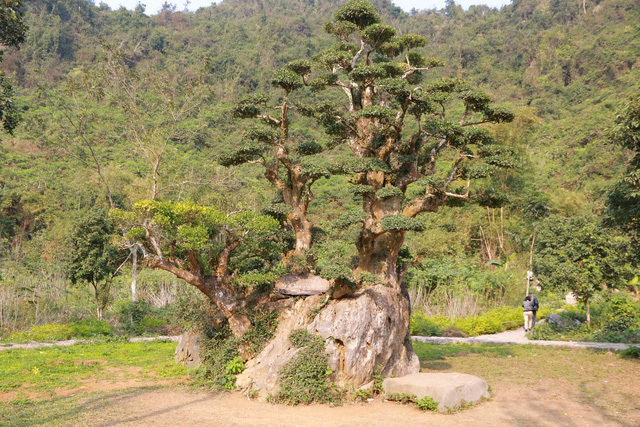 Độc lạ cây duối nghìn năm có dáng “bàn tay phật” ở Ninh Bình