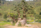Độc lạ cây duối nghìn năm có dáng “bàn tay phật” ở Ninh Bình