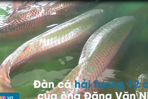 Đàn cá hải tượng 12 con nặng hơn một tấn rưỡi ở Tây Ninh