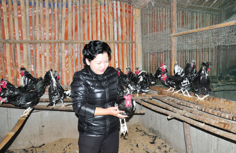 Trang trại chim quý của nữ tỷ phú Tuyên Quang