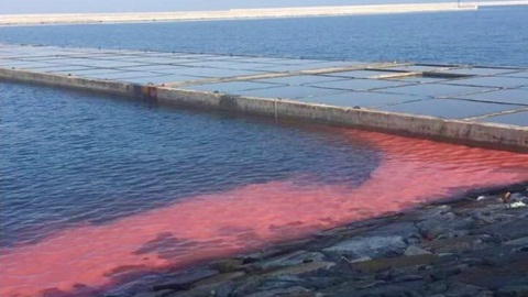 Đã có kết quả phân tích dải nước màu đỏ xuất hiện ở Vũng Áng
