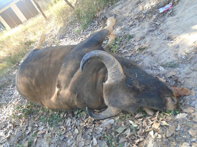 Hy hữu: Bò tót trong Vườn Quốc gia lao vào đầu xe tải