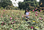 Vườn hoa hồng 20.000 gốc, rộng 4ha của nữ luật sư Hà Nội