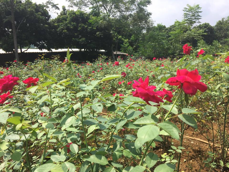 Vườn hoa hồng 20.000 gốc, rộng 4ha của nữ luật sư Hà Nội