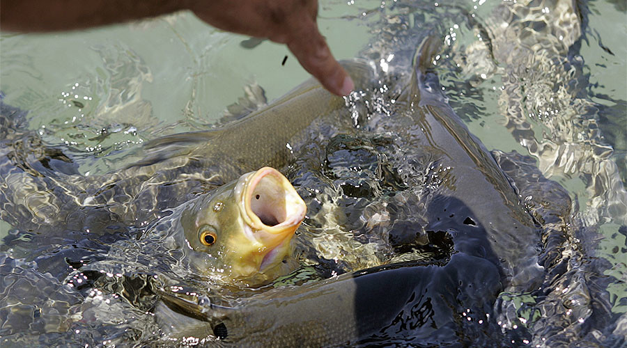 Feeding fish. Рыбы Тайланда. Кормление рыб. Рыбы Тайланда с большой головой. Кормежка рыб.