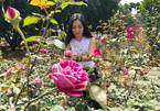 Hai năm thức xuyên đêm, cô gái Hà thành nuôi 2 vạn gốc hoa hồng