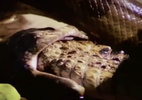 Rắn khổng lồ Anaconda nuốt chửng cá sấu dưới đầm lầy