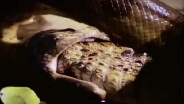 Rắn khổng lồ Anaconda nuốt chửng cá sấu dưới đầm lầy