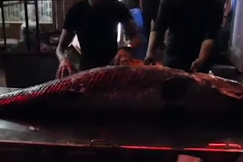 Cá hải tượng dài gần 2m xuất hiện ở Hà Nội