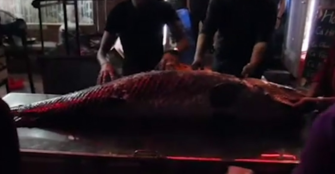 Cá hải tượng dài gần 2m xuất hiện ở Hà Nội