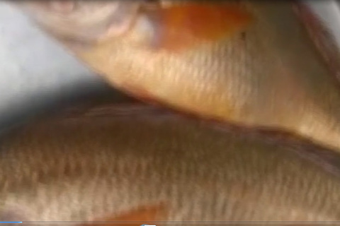 Đồng Nai: Bắt được 2 con cá sủ vàng có giá cả tỷ đồng