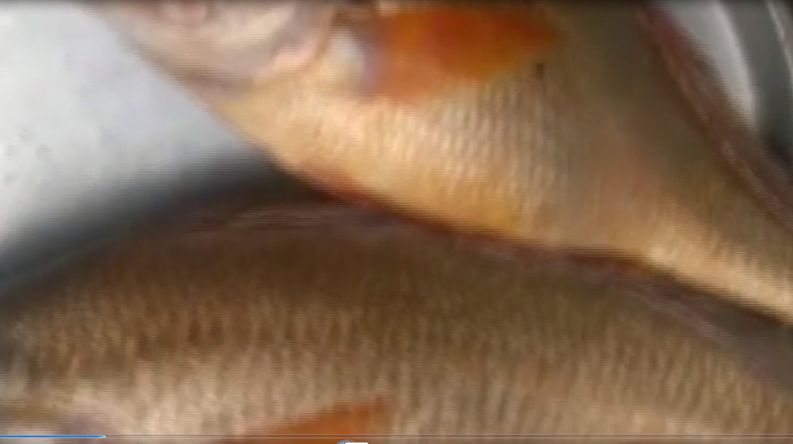 Đồng Nai: Bắt được 2 con cá sủ vàng có giá cả tỷ đồng