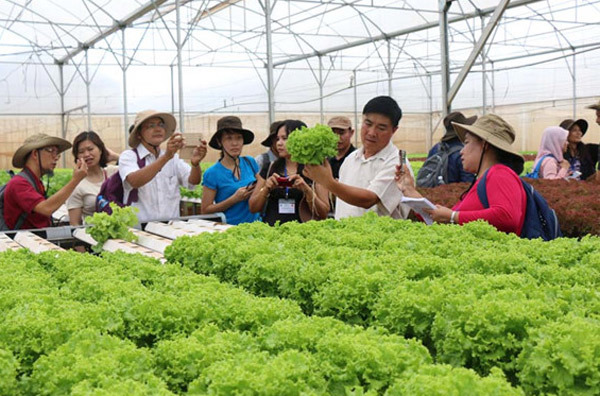 Ham rau công nghệ cao, ông chủ tịch phải rơi lệ