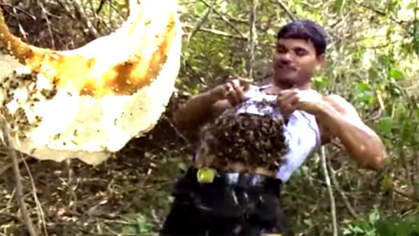 Bốc hàng nghìn con ong thả vào áo ngực, người xem kinh ngạc