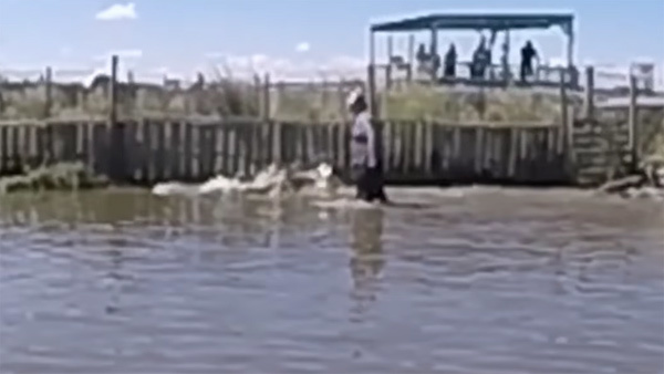 Khoảnh khắc kinh hoàng người đàn ông lội dưới đầm đầy cá sấu