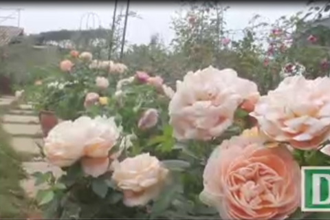 Cô gái 9x sở hữu vườn hoa hồng trị giá 5 tỷ đồng